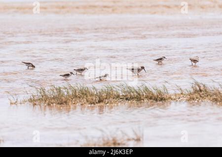 Curlew Sandpiper (Calidris ferruginea) mit kleinen Stints (Calidris ruficollis) Stockfoto