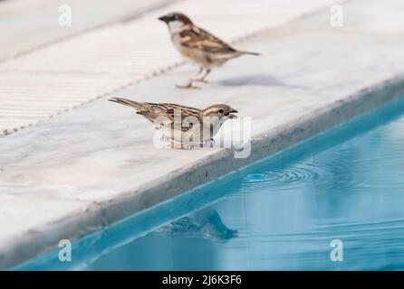 Weibliche Haussparrow (Passer domesticus), die aus einem Hotelschwimmbad trinkt Stockfoto
