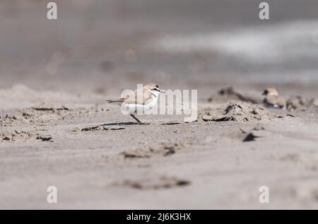 Seeregenpfeifer (Charadrius Alexandrinus) Stockfoto