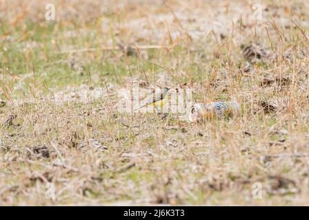 Gelber Wagtail (Motacilla flava) neben einer Bierflasche! Stockfoto