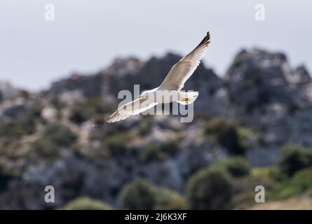 Fliegende Möwe (Larus michahellis) Stockfoto