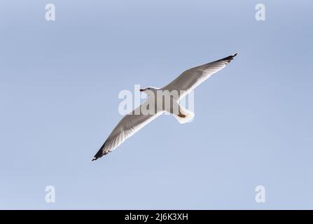 Fliegende Möwe (Larus michahellis) Stockfoto
