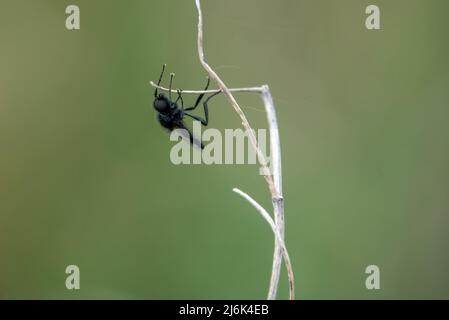 Nahaufbereitungsmakro eines Fliy-Stengels aus dem Mark, der an einem winterlichen Pflanzenstiel hängt Stockfoto