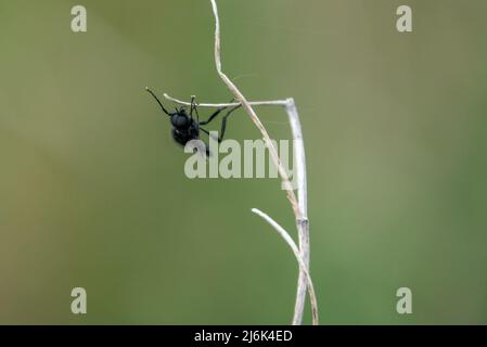 Nahaufbereitungsmakro eines Fliy-Stengels aus dem Mark, der an einem winterlichen Pflanzenstiel hängt Stockfoto