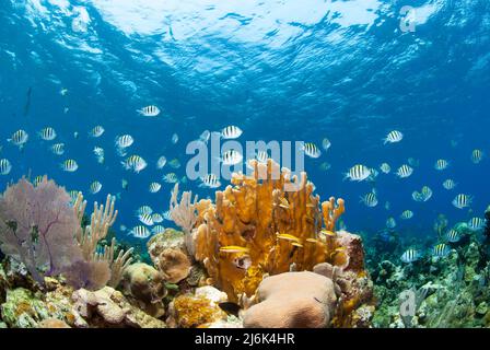 Schule der Sergeant großen Fische schwimmen über dem Riff Stockfoto