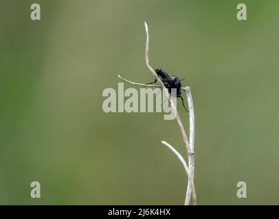 Nahaufbereitungsmakro eines Fliy-Stengels aus dem Mark, der an einem winterlichen Pflanzenstiel hängt Stockfoto