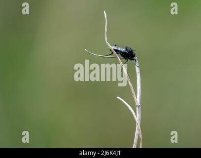 Nahaufbereitungsmakro eines Fliy-Stengels aus dem Mark, der an einem winterlichen Pflanzenstiel hängt Stockfoto