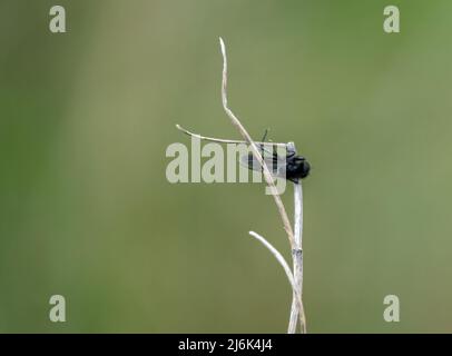 Nahaufbereitungsmakro eines Fliy-Stengels aus dem Mark, der an einem winterlichen Pflanzenstiel hängt Stockfoto