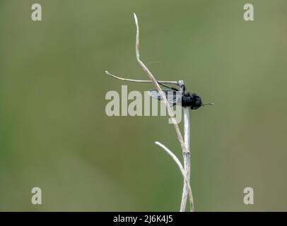 Nahaufbereitungsmakro eines Fliy-Stengels aus dem Mark, der an einem winterlichen Pflanzenstiel hängt Stockfoto