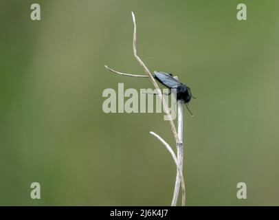 Nahaufbereitungsmakro eines Fliy-Stengels aus dem Mark, der an einem winterlichen Pflanzenstiel hängt Stockfoto