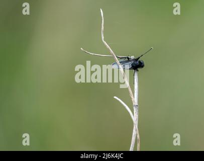 Nahaufbereitungsmakro eines Fliy-Stengels aus dem Mark, der an einem winterlichen Pflanzenstiel hängt Stockfoto