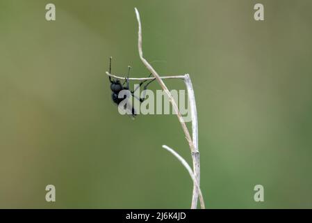 Nahaufbereitungsmakro eines Fliy-Stengels aus dem Mark, der an einem winterlichen Pflanzenstiel hängt Stockfoto