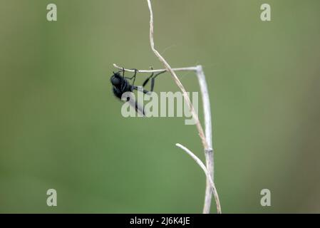 Nahaufbereitungsmakro eines Fliy-Stengels aus dem Mark, der an einem winterlichen Pflanzenstiel hängt Stockfoto