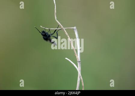 Nahaufbereitungsmakro eines Fliy-Stengels aus dem Mark, der an einem winterlichen Pflanzenstiel hängt Stockfoto