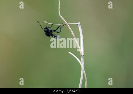 Nahaufbereitungsmakro eines Fliy-Stengels aus dem Mark, der an einem winterlichen Pflanzenstiel hängt Stockfoto