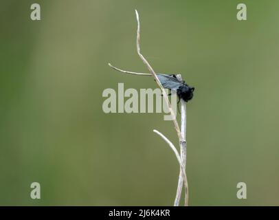 Nahaufbereitungsmakro eines Fliy-Stengels aus dem Mark, der an einem winterlichen Pflanzenstiel hängt Stockfoto