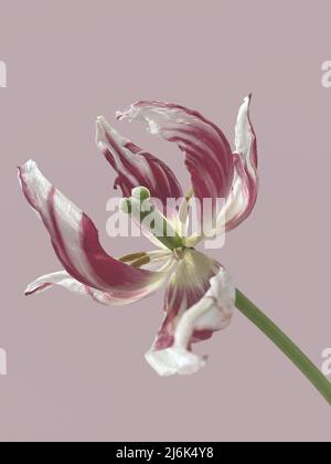 Träge Blume. Bunte verwelkte Tulpenblume auf einem rosa Hintergrund. Verwelkte Blumen.das Konzept der verblassenden Jugend, verblassende Schönheit. Verblasste Tulpenblüte Stockfoto