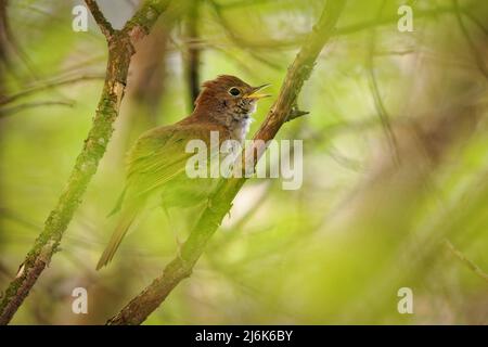 Gewöhnliche Nachtigall - Luscinia megarhynchos auch bekannt als rufous Nachtigall, kleiner brauner Singvögel, der am besten für sein kraftvolles und schönes Lied bekannt ist Stockfoto