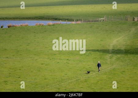 Hund auf einem Spaziergang entlang einer großen Wiese, in der Nähe von Bakewell, Derbyshire, Großbritannien Stockfoto