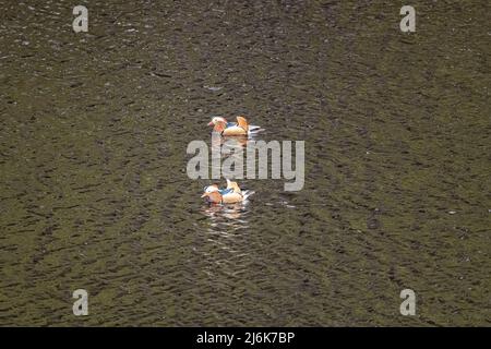 Ein Paar Mandarin Ducks, Aix galericulata, am Ladybower Reservoir, Peak District, Derbyshire, VEREINIGTES KÖNIGREICH Stockfoto