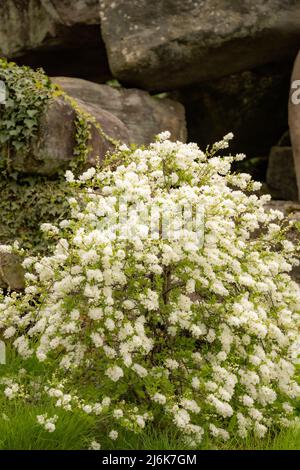 Ein weiß blühender Strauch im Frühling, Steingarten, Chatsworth House, Derbyshire, Großbritannien Stockfoto