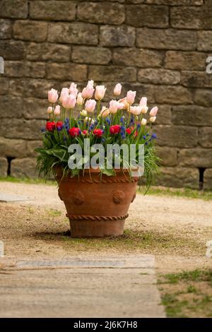 Ein Topf mit hübschen Tulpen, Chatsworth House, Derbyshire, Großbritannien Stockfoto