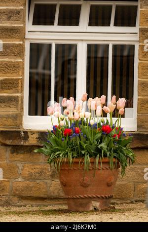 Hübsche rosa Tulpen, die in einem Topf im Chatsworth House, Derbyshire, Großbritannien, wachsen Stockfoto