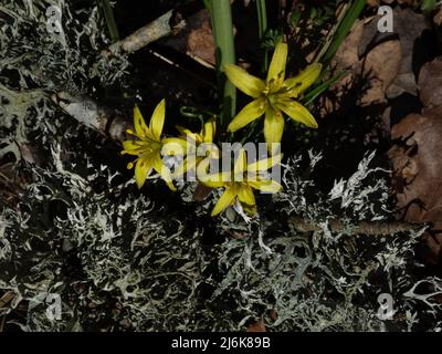 Gagea lutea sind eine mehrjährige Zwiebelpflanze, die in Laubwäldern wächst und mit schwertähnlichen Blättern kommt. Eine Frühlingsblume, aber ist seltener geworden. Stockfoto