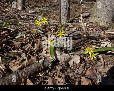 Gagea lutea sind eine mehrjährige Zwiebelpflanze, die in Laubwäldern wächst und mit schwertähnlichen Blättern kommt. Eine Frühlingsblume, aber ist seltener geworden. Stockfoto