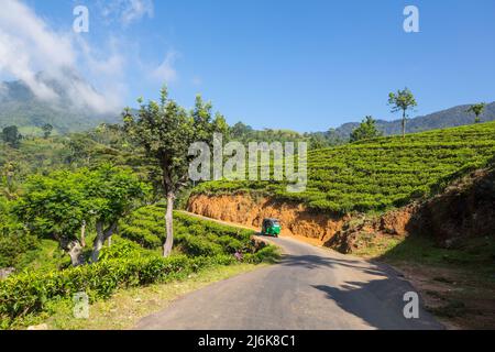 Tuk Tuk fährt auf einer Straße zwischen grünen Bäumen im Wald von Sri Lanka Stockfoto