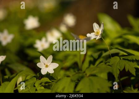 Holz Anemone blüht im Frühling in einem Wald Stockfoto