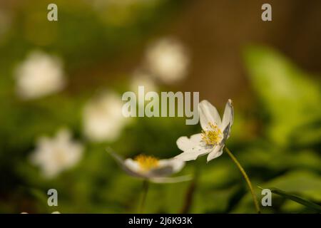 Holz Anemone blüht im Frühling in einem Wald Stockfoto