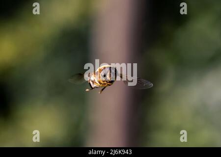 Ein Frontportrait einer gewöhnlichen Drohnenfliege, die in der Luft schwebt oder eristalis tenax. Das Insekt ist eine Schwebefliege und sieht ein bisschen wie eine Biene aus und es sieht aus Stockfoto