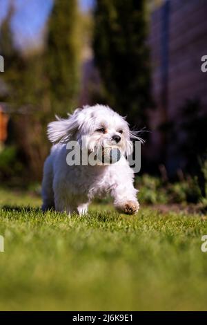 Ein Porträt einer weißen Boomer-Hunderasse. Das kleine Haustier läuft auf einem Rasen auf einem Hof mit einem Ball im Mund. Stockfoto