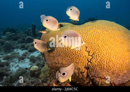 Seascape mit Schmetterlingsfischen beim Laichen von gerillten Hirn-Korallen im Korallenriff des Karibischen Meeres, Curacao Stockfoto