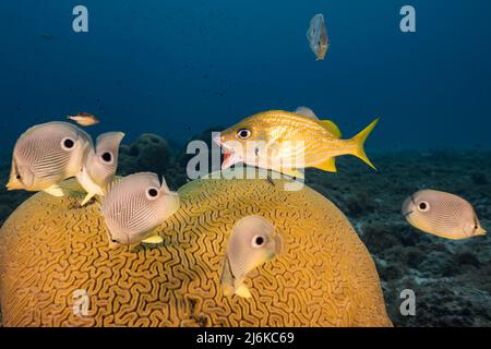 Seascape mit Schmetterlingsfischen beim Laichen von gerillten Hirn-Korallen im Korallenriff des Karibischen Meeres, Curacao Stockfoto