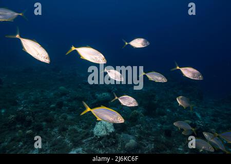 Abenddämmerung: meereslandschaft mit Fischschule, Gelbe Jacks im Korallenriff des Karibischen Meeres, Curacao Stockfoto