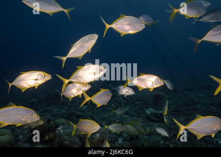 Abenddämmerung: meereslandschaft mit Fischschule, Gelbe Jacks im Korallenriff des Karibischen Meeres, Curacao Stockfoto