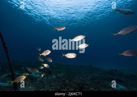 Abenddämmerung: meereslandschaft mit Fischschule, Gelbe Jacks im Korallenriff des Karibischen Meeres, Curacao Stockfoto