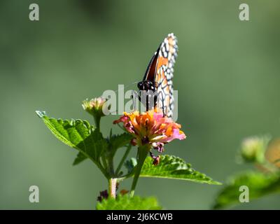 Südlicher Monarchschmetterling (Danaus erippus) Heimat von Argentinien, Südamerika Stockfoto