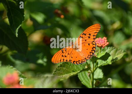 Der Gulf Fritillary oder Passionsschmetterling (Agrulis vanillae maculosa, oder Dione vanillae), auf spanisch Espejito genannt, gesehen in Buenos Aires Stadt Stockfoto