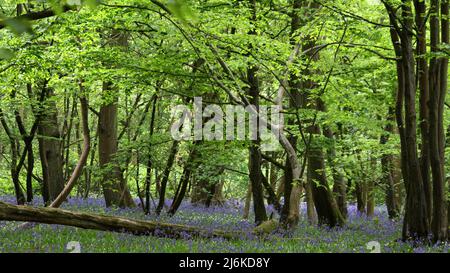 Teppich von Bluebells in einem Wald von Kent Stockfoto