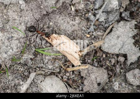 Die südlichen Waldarbeiterameisen sind die größten Ameisen Großbritanniens, die bis zu 10mm lang sind. Sammeln von Material für den Bau ihres Nestes Stockfoto