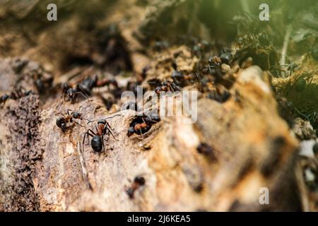 Die südlichen Waldarbeiterameisen sind die größten Ameisen Großbritanniens, die bis zu 10mm lang sind. Sammeln von Material für den Bau ihres Nestes Stockfoto