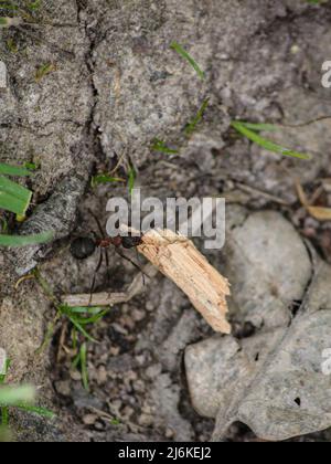 Die südlichen Waldarbeiterameisen sind die größten Ameisen Großbritanniens, die bis zu 10mm lang sind. Sammeln von Material für den Bau ihres Nestes Stockfoto