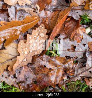 Nahaufnahme von gefallenen, nassen, braunen und bronzenen Herbstblättern mit Wassertropfen im November. Stockfoto
