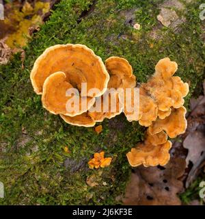 Hairy Curtain Crust (Stereum hirsutum) Bracket Pilz wächst auf totem Moos bedeckt toten Baumstamm, Cumbria, England, Großbritannien Stockfoto