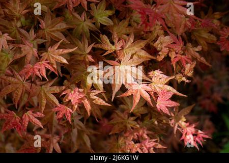 Die kompakten roten Blätter aus japanischem Ahorn 'Shin-deshojo'. Stockfoto