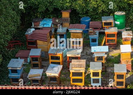 Ein altes Bienenhaus im Garten, bunte Bienenstöcke umgeben von Büschen von oben gesehen Stockfoto