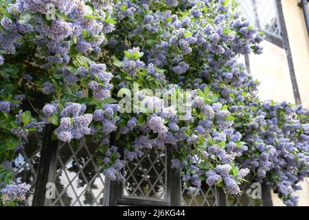 Insel-Ceanothus-Baum 'Trewihen Blue' in Blüte Stockfoto